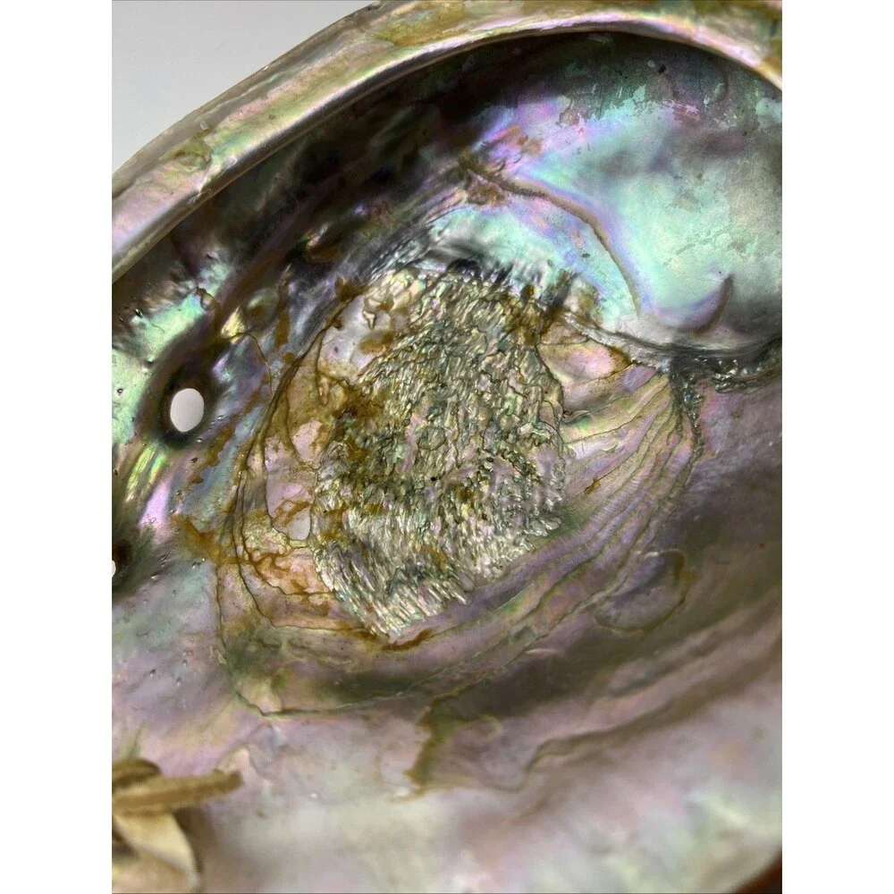 Vintage Abalone Half Shell 8.25
